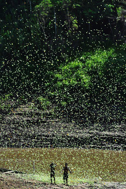 duas crianças na beira de um rio com a floresta ao fundo. A paisagem inteira é permeada por uma revoada de pequenas borboletas amarelas.