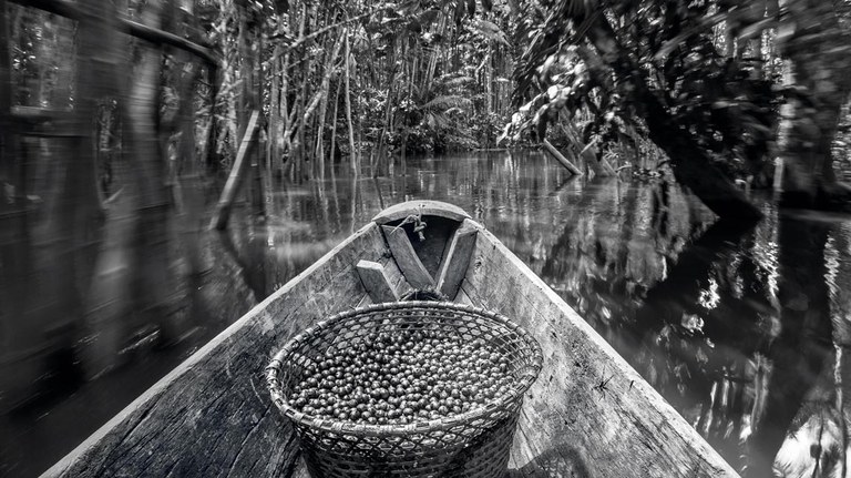 canoa carregando uma cesta com açaí atravessando um igarapé e cercada por árvores típicas dessa vegetação.