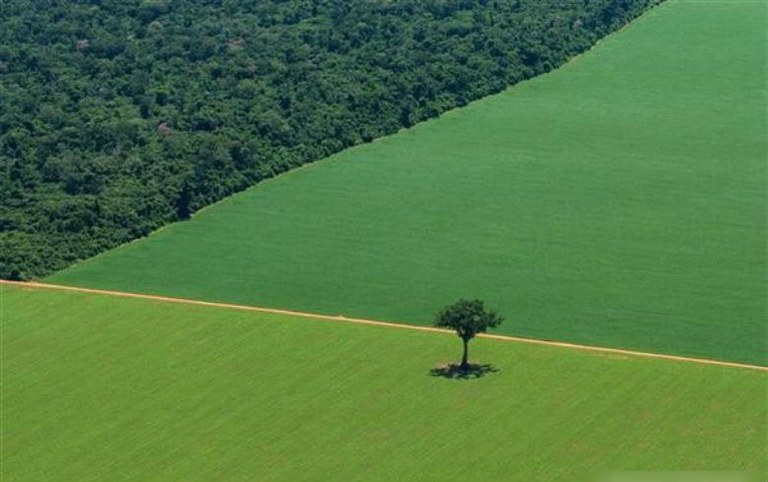 extenso pasto contendo uma única árvore que se destoa da floresta que o margeia.